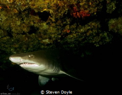 Ragged tooth Durban by Steven Doyle 